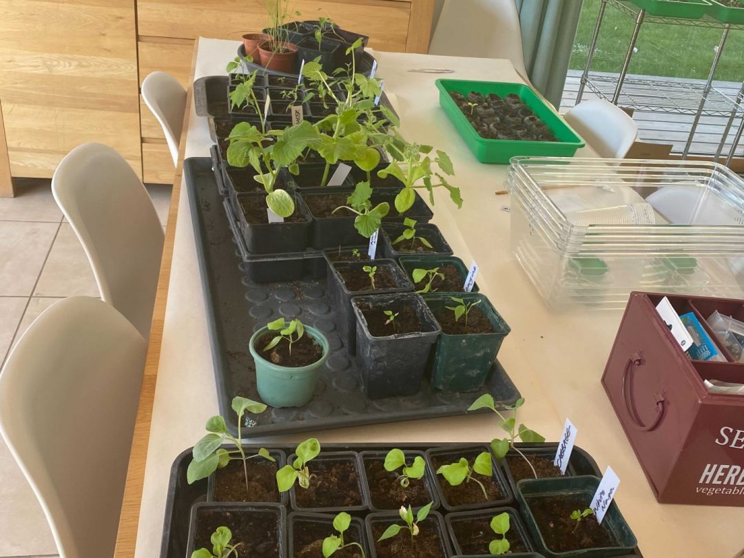 Some of Jayne's seedlings featuring aubergines, peppers, and chillies